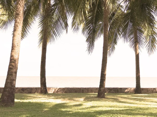 Palmeras de coco verde en la hierba en la playa soleada —  Fotos de Stock