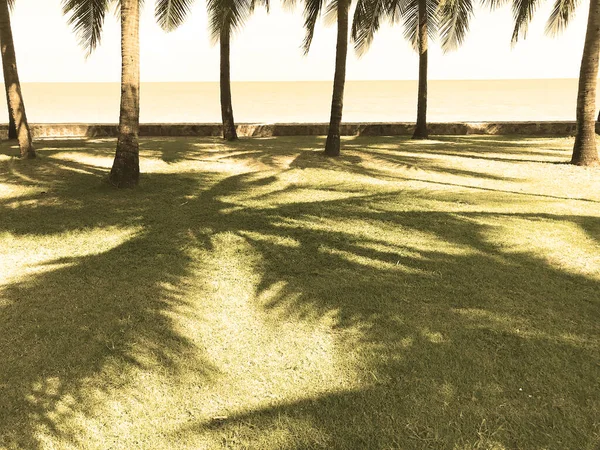 Groene kokospalmen op het gras in het zonnige strand — Stockfoto