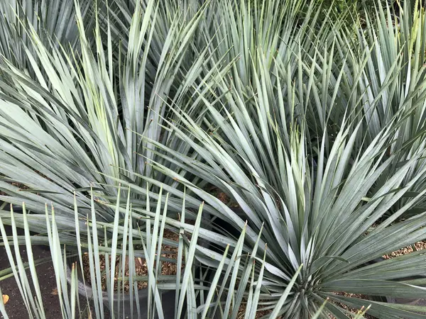 棕榈树的锐利叶子 — 图库照片