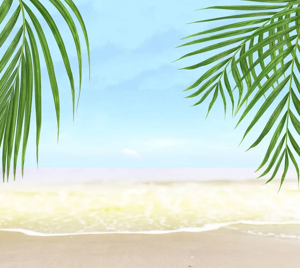 Palmeras de coco verde en la hierba en la playa soleada —  Fotos de Stock