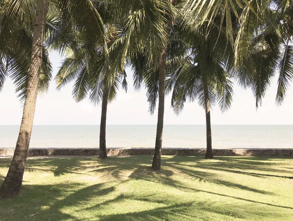 Palmeras de coco verde en la hierba en la playa soleada —  Fotos de Stock