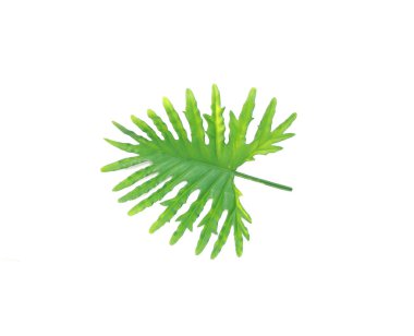 Tropikal filodendron palmiyesi ağaç arkaplanı bırakır