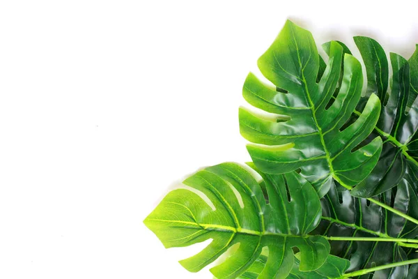 Tropische monstera palm bladeren boom achtergrond — Stockfoto