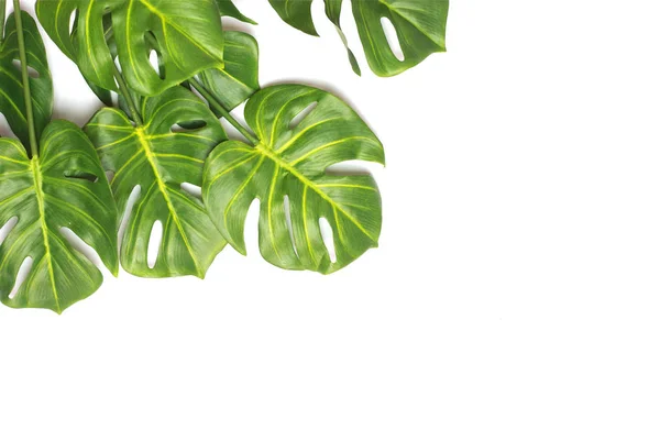 Tropische monstera palm bladeren boom achtergrond — Stockfoto