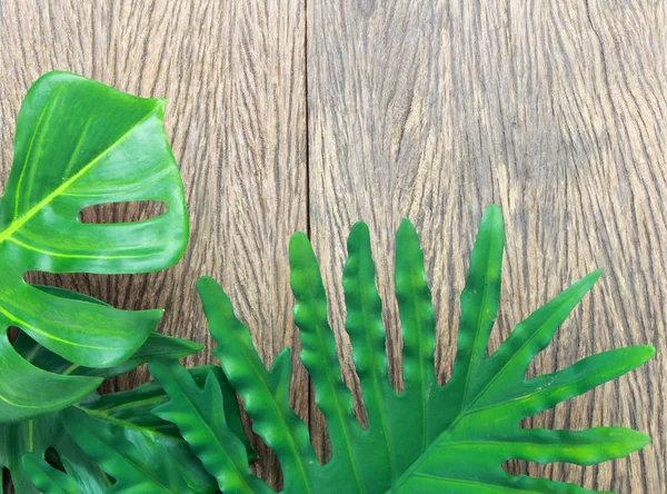 Filodendro tropical y hojas de palma monstera en la espalda de madera — Foto de Stock