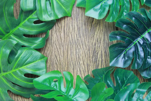 Hojas de palmera monstera tropical fondo del árbol — Foto de Stock