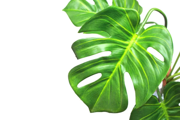 Tropicale monstera palma foglie albero sfondo — Foto Stock