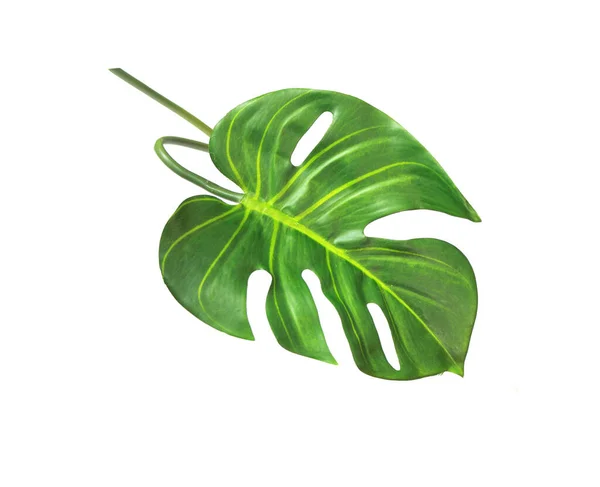 Tropical monstera palm leaves tree background — Stock Photo, Image