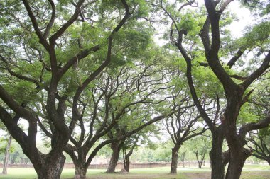 Yeşil yapraklı büyük ağaç.