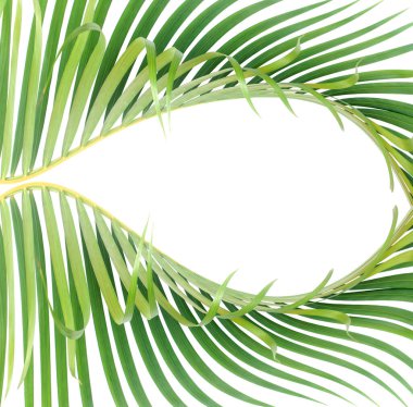 Beyaz arkaplanda yeşil palmiye yaprağı 