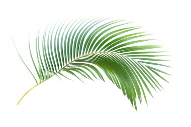 Beyaz arkaplanda kırpma yolu olan yeşil palmiye yaprağı