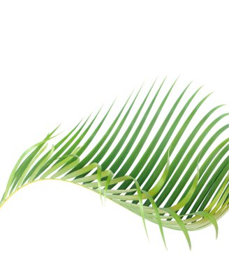 Beyaz arkaplanda yeşil palmiye yaprağı 
