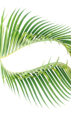 Beyaz arkaplanda yeşil palmiye yaprağı 