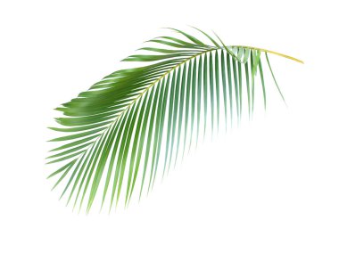 Beyaz arkaplanda kırpma yolu olan yeşil palmiye yaprağı