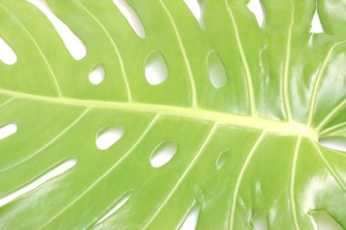 Beyaz arkaplanda canavar yaprağı 