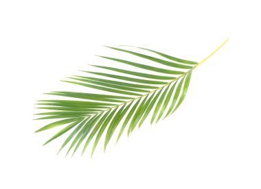 Beyaz arkaplanda kırpma yolu olan yeşil palmiye yaprağı