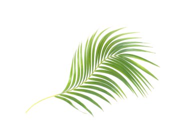 Beyaz arkaplanda kırpma yolu olan yeşil palmiye yaprağı