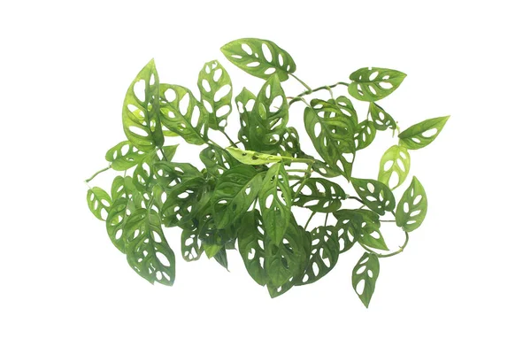 Tropical Bush Monstera Adansonii Isolated White Background — Stock Photo, Image