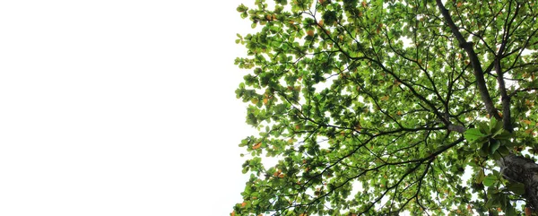 Árbol Grande Con Hojas Verdes Espacio Copia Blanco — Foto de Stock