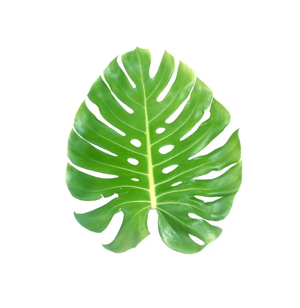 Monstera Blad Isolerad Vit Bakgrund Med Klippning Väg — Stockfoto