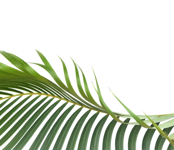 Zielony Liść Palmy Białym Tle Ścieżką Wycinania — Zdjęcie stockowe