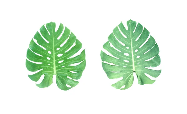 Monstera Folhas Com Gota Água Isolada Sobre Fundo Branco Com — Fotografia de Stock