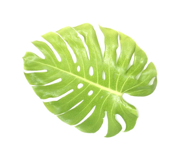 Folha Monstera Com Gota Água Isolada Sobre Fundo Branco Com — Fotografia de Stock