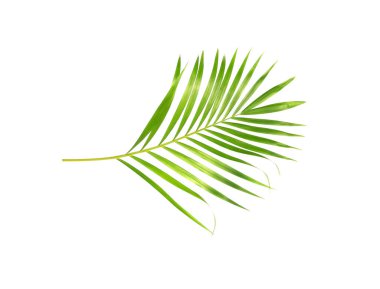 Beyaz desenli arka planda izole edilmiş tropikal doğa yeşil palmiye yaprağı