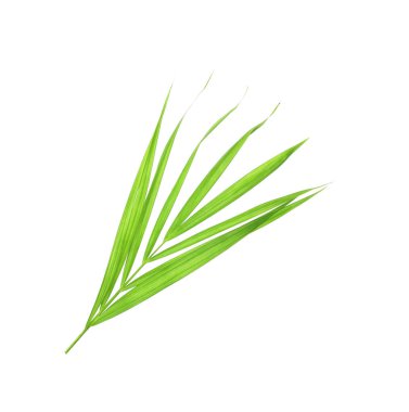 Beyaz desenli arka planda izole edilmiş tropikal doğa yeşil palmiye yaprağı