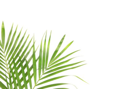 Beyaz desenli arka planda izole edilmiş tropikal doğa yeşil palmiye yaprağı