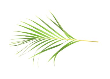 Beyaz desenli arka planda izole edilmiş tropikal doğa yeşil palmiye yaprağı