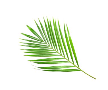 tropical nature green palm leaf isolated pattern background