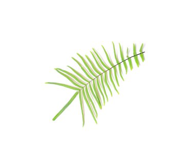 Beyaz arkaplanda tropik yeşil eğreltiotu yaprağı koleksiyonu