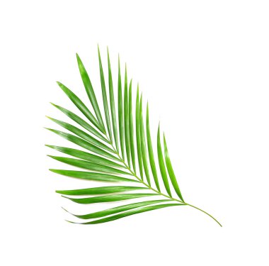tropikal doğa yeşil palmiye yaprağı izole edilmiş arkaplan kırpma yolu