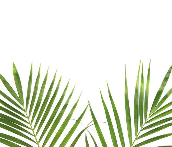 Hojas Palma Verde Naturaleza Tropical Aisladas Sobre Fondo Patrón Blanco — Foto de Stock