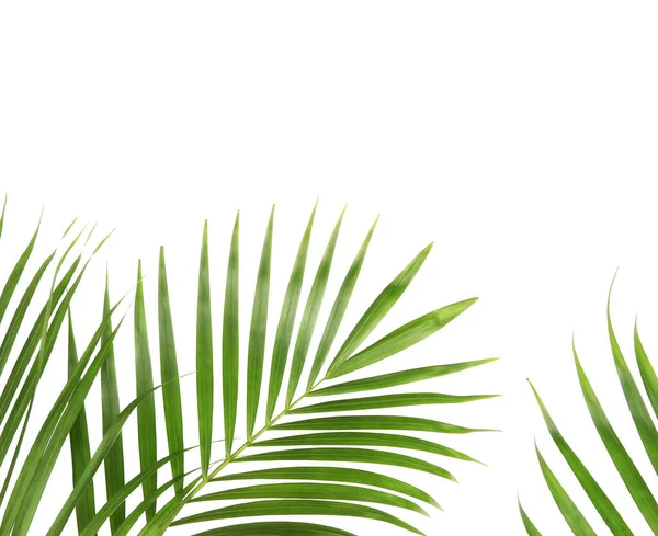 Tropisk Natur Grön Palm Blad Isolerad Vitt Mönster Bakgrund — Stockfoto