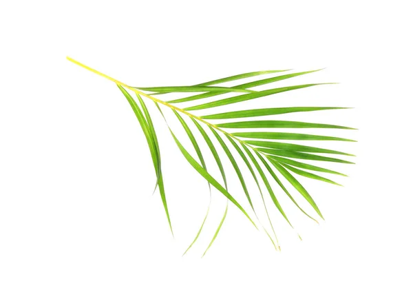 Tropische Natuur Groene Palmblad Geïsoleerd Witte Patroon Achtergrond — Stockfoto