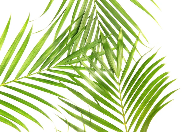 Tropikal Doğa Yeşil Palmiye Yaprakları Beyaz Desenli Arka Planda Izole — Stok fotoğraf