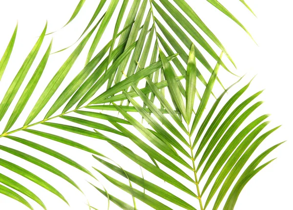tropical nature green palm leaves isolated on white pattern background