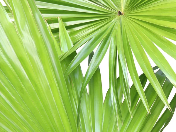 Natura Tropicale Verde Ventaglio Foglia Palma Isolato Sfondo Modello — Foto Stock
