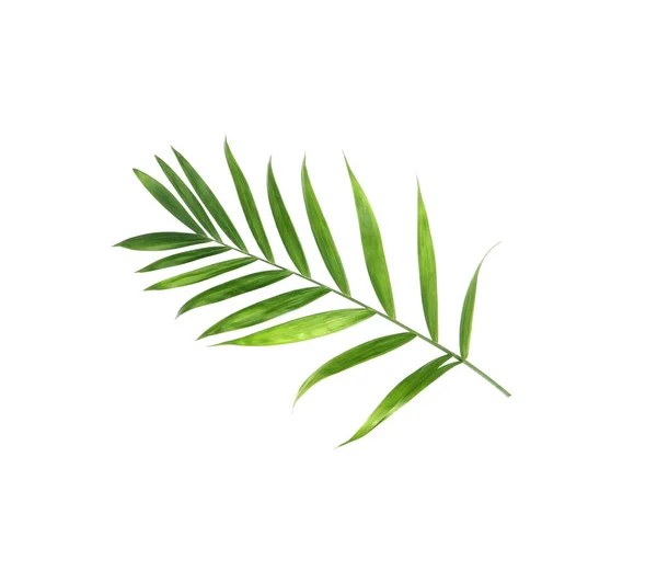 Hoja Palma Verde Naturaleza Tropical Aislado Sobre Fondo Patrón Blanco — Foto de Stock
