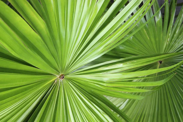 Тропическая Природа Зеленый Лист Пальмы Веер Фоне Шаблона — стоковое фото