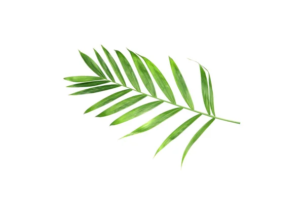 Tropical Nature Green Palm Leaf Isolated Pattern Background — Stok fotoğraf