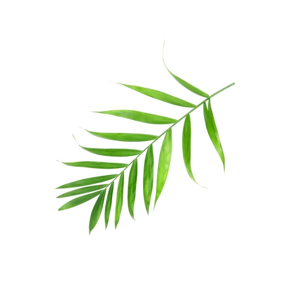 Tropische Natuur Groen Palmblad Geïsoleerd Patroon Achtergrond — Stockfoto