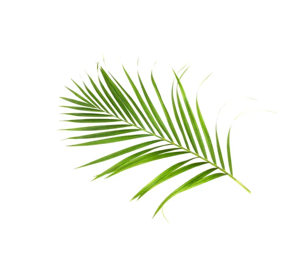 Natureza Tropical Folha Palma Verde Isolado Fundo Padrão Branco — Fotografia de Stock