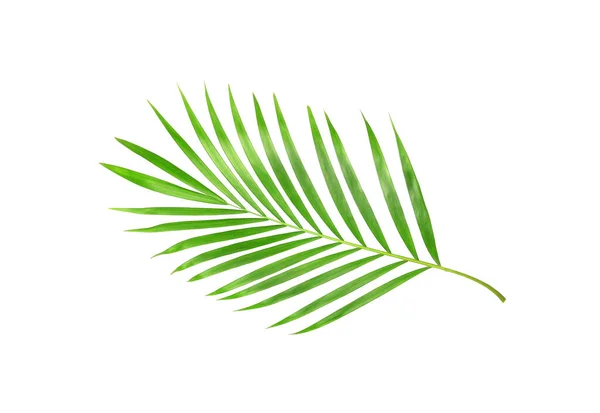 Tropical Nature Green Palm Leaf Isolated White Pattern Background — Stock Photo, Image