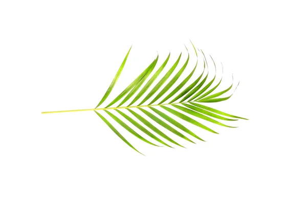 Tropical Nature Green Palm Leaf Isolated White Pattern Background — Stock Photo, Image
