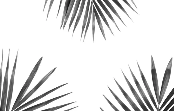 Natureza Tropical Folhas Palma Preta Isoladas Fundo Padrão Branco — Fotografia de Stock