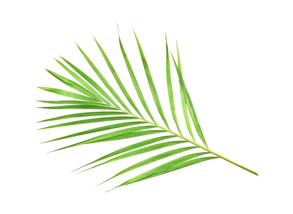 Natura Tropicale Foglia Palma Verde Isolato Sfondo Bianco Modello — Foto Stock