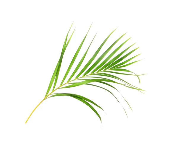 Tropisk Natur Grön Palm Blad Isolerad Vitt Mönster Bakgrund — Stockfoto